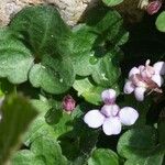 Cymbalaria aequitriloba Blodyn