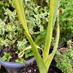 Ornithogalum candicans Hostoa