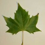 Platanus x hispanica その他の提案