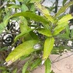 Petrea volubilis Leaf