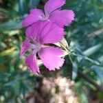 Dianthus rupicola പുഷ്പം