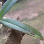 Rhipidoglossum longicalcar Hoja