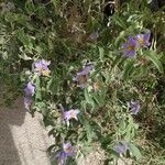 Solanum elaeagnifolium Кветка