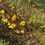Caesalpinia decapetala Floare