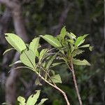 Thiollierea parviflora Hábito