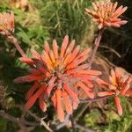 Aloe maculataFlors