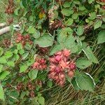 Rubus phoenicolasius Frucht