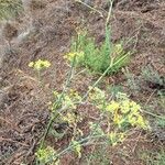 Foeniculum vulgareFleur