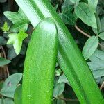 Agapanthus spp. Blad