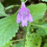 Clinopodium grandiflorumŽiedas