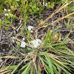 Galium elongatum Fiore