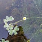 Ranunculus fluitans Hábitos