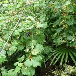 Dombeya burgessiae Лист
