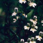 Euphrasia pectinata Flower