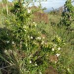 Turraea mombassana Συνήθη χαρακτηριστικά