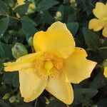 Hypericum × hidcoteenseFlor