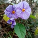 Solanum aviculare Flors