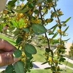 Azara dentata Blomst