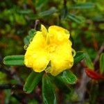 Hibbertia heterotricha ফুল