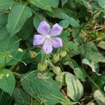 Geranium pratenseKukka