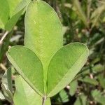 Crotalaria pallida ഇല