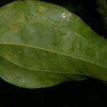Smilax panamensis 叶