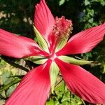 Hibiscus coccineus Flower