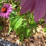 Echinacea angustifolia Hoja