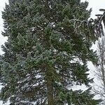 Pseudotsuga menziesii Natur