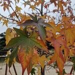 Liquidambar formosana Blad