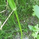 Poa trivialis Casca
