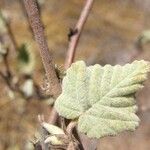 Melochia tomentosa Leaf