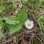 Fragaria virginiana Habitus