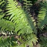 Dryopteris wallichiana Folha