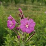 Epilobium hirsutumCvet