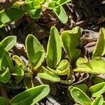 Veronica allionii Feuille