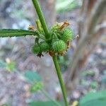 Triumfetta pentandra Fruit