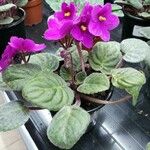 Streptocarpus ionanthus Хабит