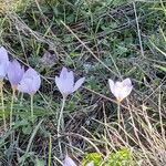 Crocus pulchellus 整株植物