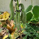 Mucuna pruriens Fruit