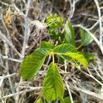 Juglans californica 葉