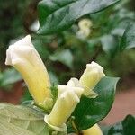 Pandorea pandorana പുഷ്പം