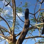 Delonix regia Fruit