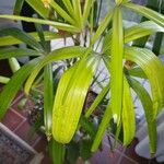 Rhapis excelsa Hostoa