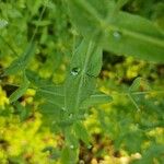 Hypericum mutilum Feuille