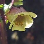 Scrophularia trifoliata Fula