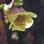 Scrophularia trifoliata Fleur