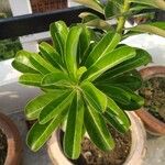 Adenium obesum Hoja