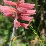 Sacoila lanceolata Flor