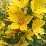 Lysimachia punctataFlower